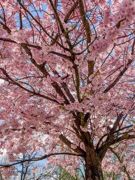 Upward View of Blooming Cherry Tree Fotos Stock