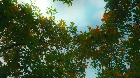 Upward view of blooming tree canopy, Bangkok Video stock 321009067