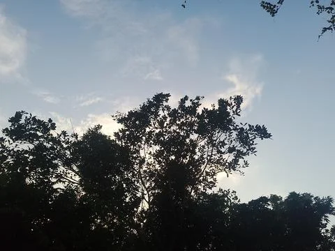Upward view of a blue sky with white clouds through green tree canopy. Stock Photos