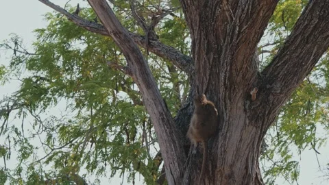 Upward view of Chacma Baboon sitting in shaded tree 動画素材 291675099