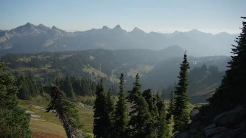 Upward view of conifer forest and mountain peaks Stock Footage 318045062