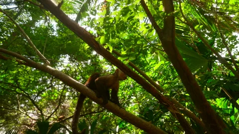 Upward view of cute Capuchin monkey climbing tree canopy, Tayrona National Park Stock Footage 334608614
