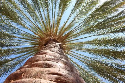 Upward View of Date Palm Tree in Tunisia Stock Photos