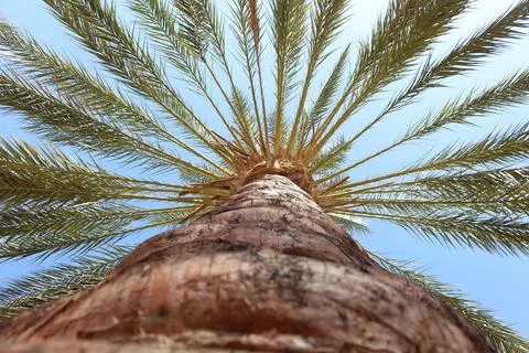 Upward View of Date Palm Tree in Tunisia Stock Photos