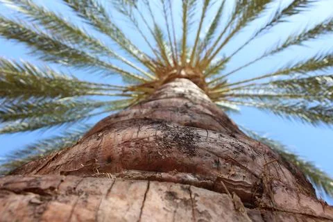 Upward View of Date Palm Tree in Tunisia Stock Photos