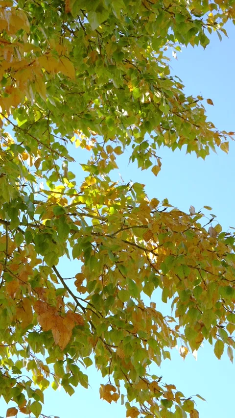 Upward view of deciduous canopy with mixed green and yellow leaves under clear b Stock Footage 345401368