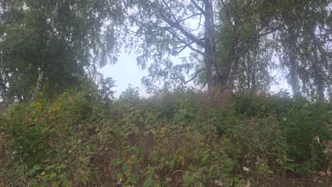 Upward View Of Deciduous Tree Canopy And Riverbank Foliage Stock Footage 347984012