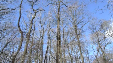 Upward View of Deciduous Treetops in a Forest During Winter, UK Video stock 1079572