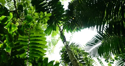 Upward view of deep green large leaves in the rainforest in costa rica. POV Stock Footage 154710295