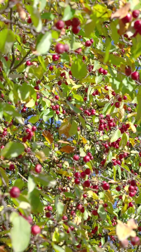 Upward view of dense crabapple canopy with shifting leaves and clusters of red f Stock Footage 345676810
