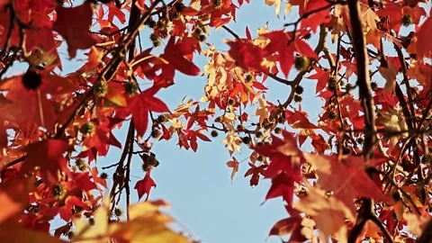 Upward view of dense maple crown with red and yellow autumn leaves against blue Stock Footage 324971701