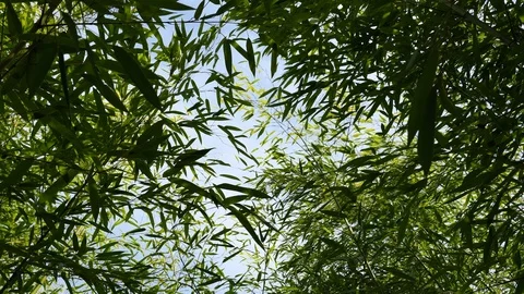 Upward view from dense Phyllostachys bamboo vegetation to blue skies, 4K Stock Footage 107009791