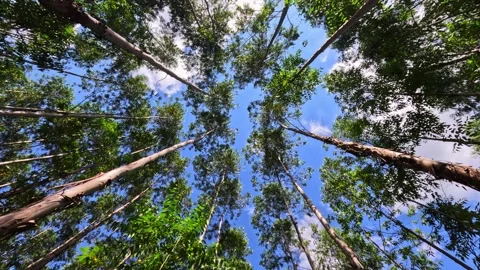 Upward view of a eucalyptus forest canopy in Brazil Stock Footage 331046916