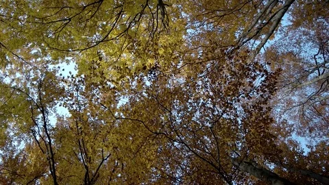 Upward View of Fall Trees. Forest in Autumn Stock Footage 71791310