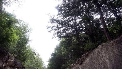 Upward View of Forest Path Stockbeeldmateriaal 79331800