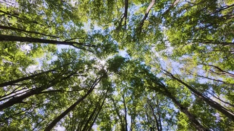 Upward view of green forest canopy with sunlight shining through the leaves Stock Footage 318964242