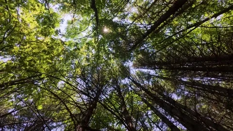 Upward view of green forest canopy with sunlight shining through the leaves Stock Footage 318967335