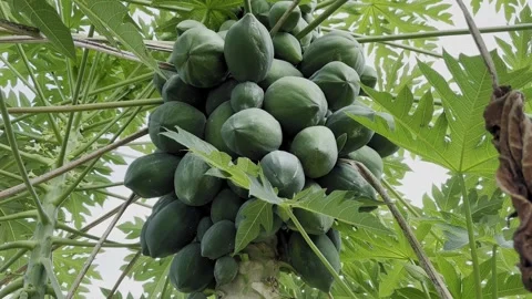 Upward View of Green Papayas Video stock 323084997