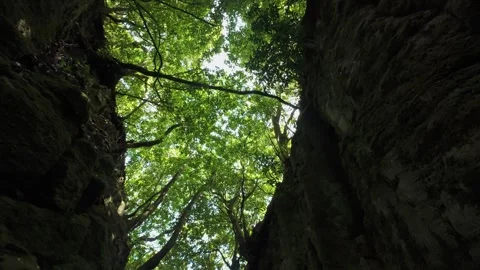 Upward view inside mossy rocky crevice with tree canopy Stock Footage 319295359