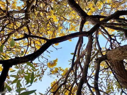 Upward view of a large maple trees with bright orange and golden yellow autumn f Stock Photos