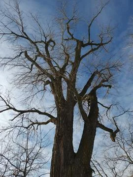 Upward view of leafless tree branches against blue sky Stock Photos