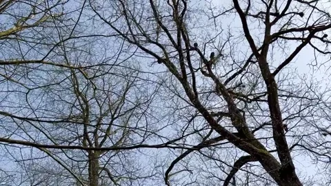 Upward View Of Leafless Treetops Moving In A Light Breeze Stock Footage 270520840