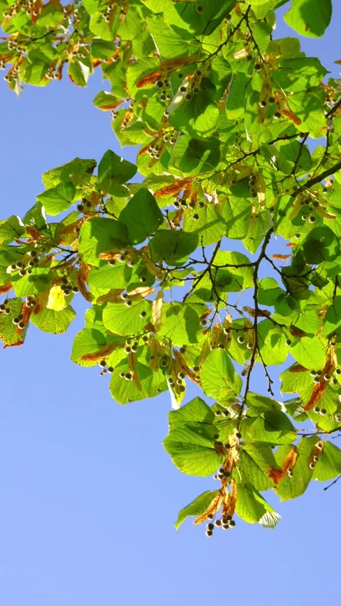 Upward view of leafy canopy with seed pods shifting gently against clear blue sk Stock Footage 345420629