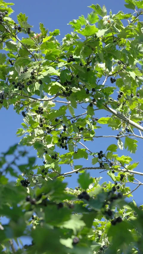Upward view of leafy shrub canopy with ripe dark berries swaying in gentle breez Stock Footage 345420107