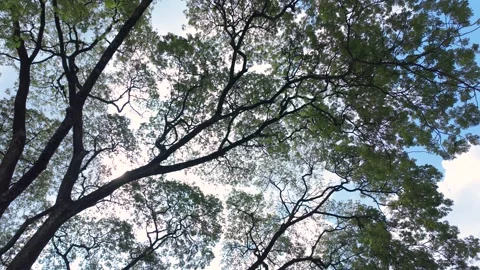 Upward view of leafy tree canopy with sunlight Видео 320780301