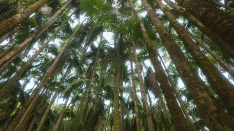 Upward View of Lush Palm Trees in Hawaii Tropical Botanical Garden Video stock 317131152