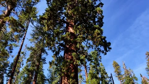 Upward View of Massive Sequoia Tree Trunk and Canopy in California Stock Footage 332790588