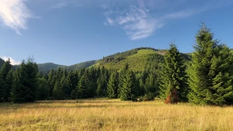 Upward View from a Meadow Beneath the Forest Video stock 312951517