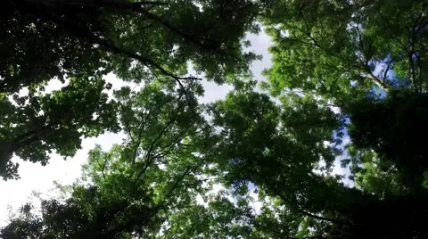Upward view of moving through tree canopy in a temperate forest in summer Stock Footage 65486671
