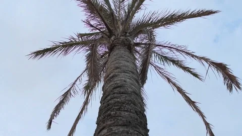 Upward view of palm leaves. Video stock 117802463