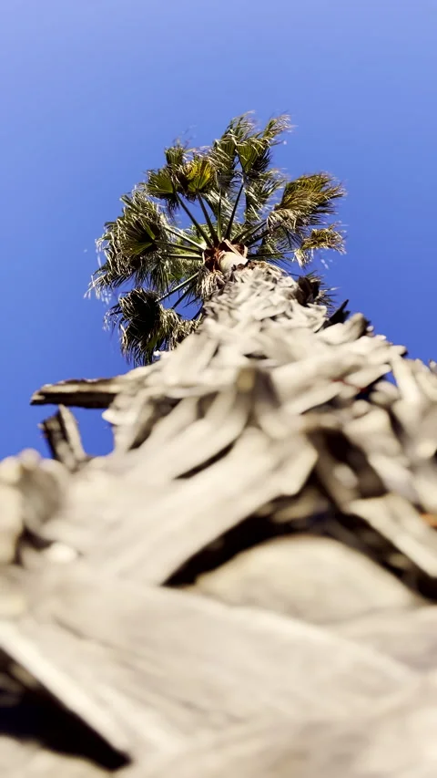 Upward view on palm tree trunk of moving fronds in breeze Stock Footage 343016046