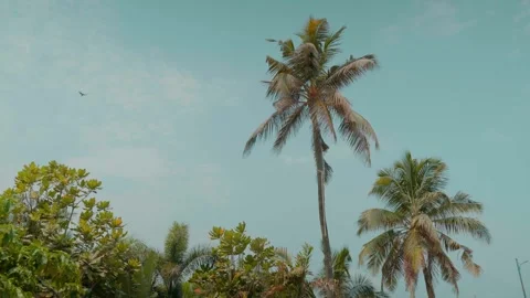Upward view of palm trees against sky tropical background 스톡 동영상 332920746