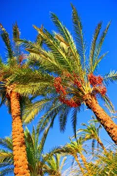 Upward view of palm trees with clusters of ripe red dates set against a viv.. Stock Photos