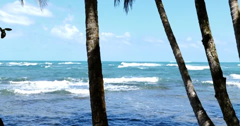 Upward view of palm trees with ocean blue water in the background. Stock Footage 154710269
