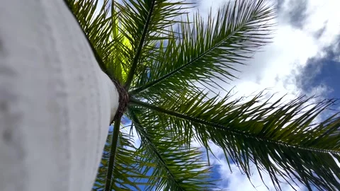 Upward View Palms Moving in Gentle Daylight Wind Stock Footage 308220802