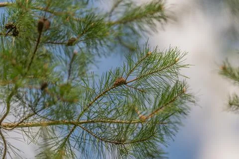 Upward view of pine branches, sky, soft cloud backdrop and airy composition,  Stock Photos