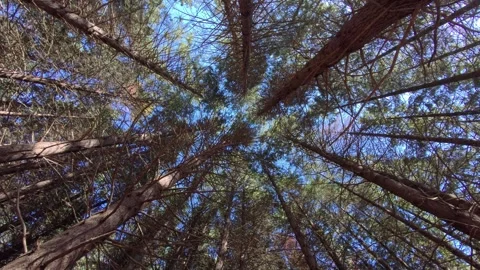 Upward View of Pine Canopy in Spain Stock Footage 320103860