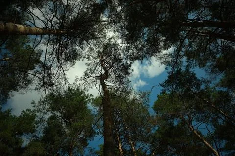 Upward View of Pine Forest Canopy Stock Photos