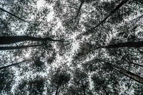 Upward View of Pine Tree Canopy Stock Photos