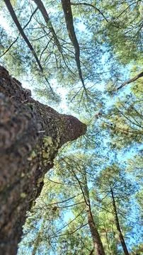 Upward View of Pine Tree With Clear Blue Sky Stock Photos