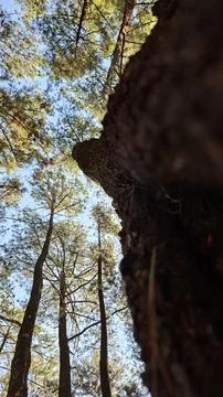 Upward View of Pine Tree With Clear Blue Sky Stock Photos