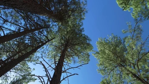 Upward view of pine trees bending in heavy wind Stock Footage 90235111