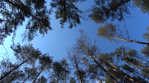 Upward view of pine trees blown by wind on blue sky background Stock Footage 49598295