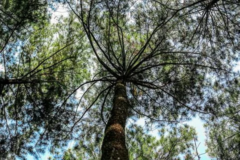Upward View of Pine Trees in a Forest Stock Photos