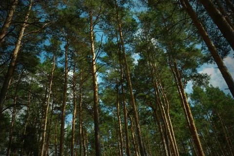 Upward View of Pine Trees Forest Background Stock-Fotos