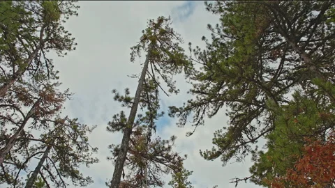 Upward View of Pine Trees Forming a Natural Frame Around the Sky – 4K Nature Stock Footage 321840576